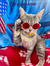 adoptable Cat in  named Mama Rosie #1