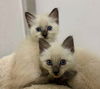 adoptable Cat in  named Two is better