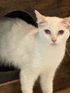 adoptable Cat in New Braunfels, TX named Elsa "Bear