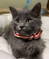 adoptable Cat in New Braunfels, TX named Michayla