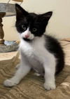 adoptable Cat in New Braunfels, TX named Quigley