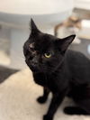 adoptable Cat in New Braunfels, TX named Pepo