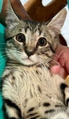 adoptable Cat in new braunfels, TX named Bronco