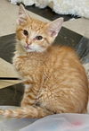adoptable Cat in New Braunfels, TX named King 3