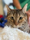 adoptable Cat in New Braunfels, TX named Princess 3