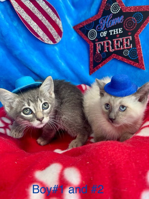 BON JOVI - Domestic Short Hair available for adoption