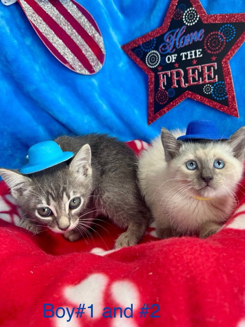 BON JOVI - Domestic Short Hair available for adoption