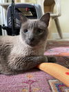 adoptable Cat in  named Carlos