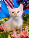 adoptable Cat in  named Pinky Beans