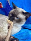 adoptable Cat in  named Purrlock Holmes