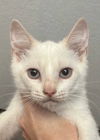 adoptable Cat in new braunfels, TX named Blond Roast “Blondie”