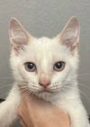 Snowball - Photo 1