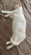 Snowball - Photo 2