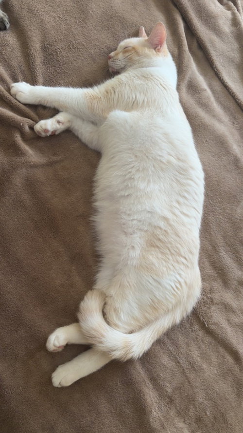 SNOWBALL - Siamese available for adoption