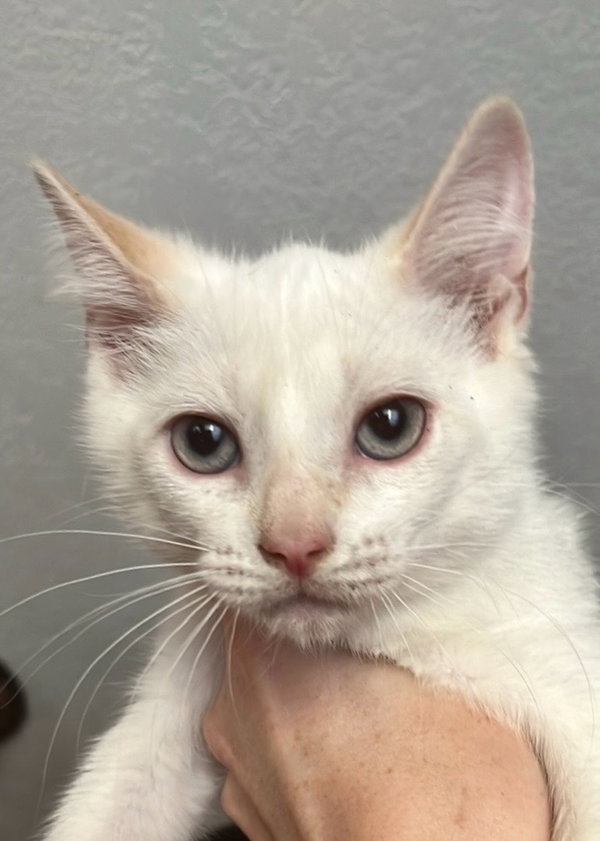 Snowball