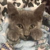 adoptable Cat in  named Midnight Blue