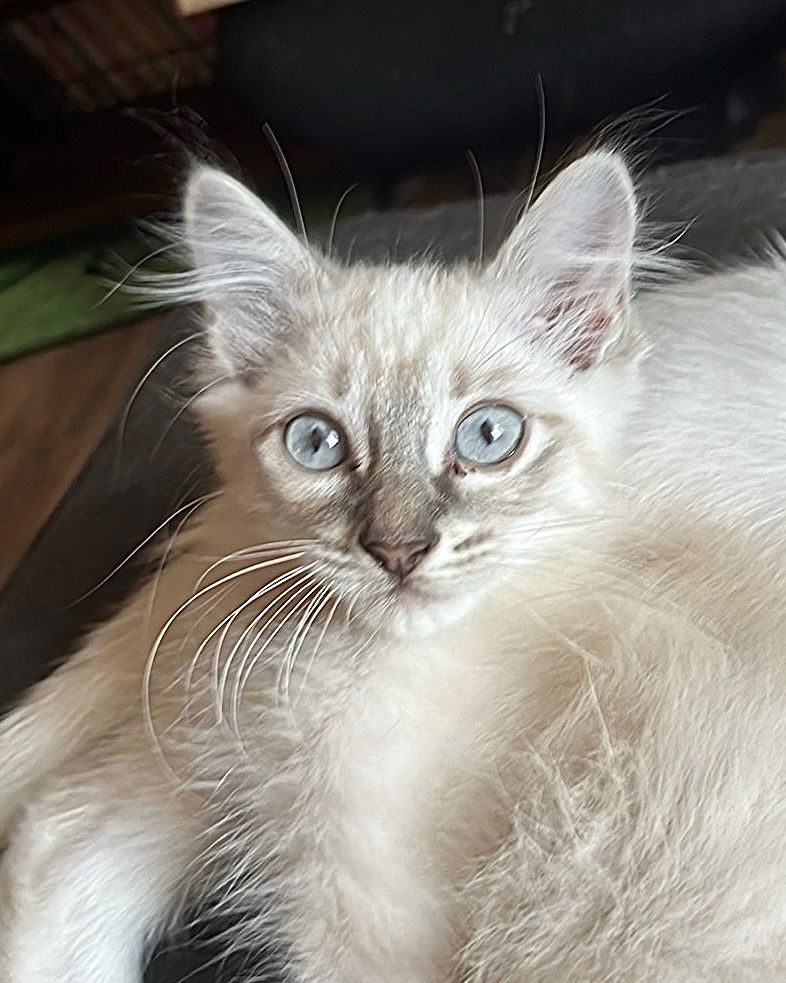 adoptable Cat in New Braunfels, TX named Smoky
