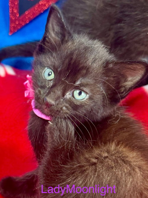 LADY MOONLIGHT - Domestic Short Hair available for adoption