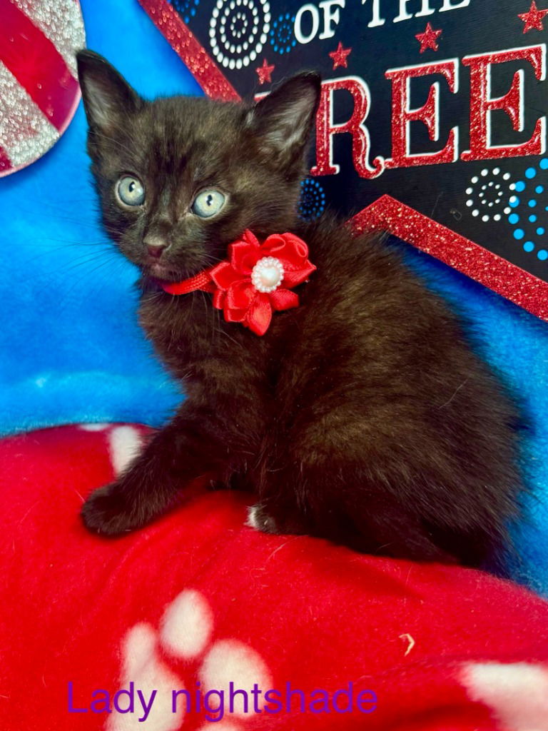 adoptable Cat in New Braunfels, TX named Lady Nightshade