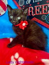 adoptable Cat in  named Lady Nightshade