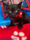 Lady Nightshade - Photo 2