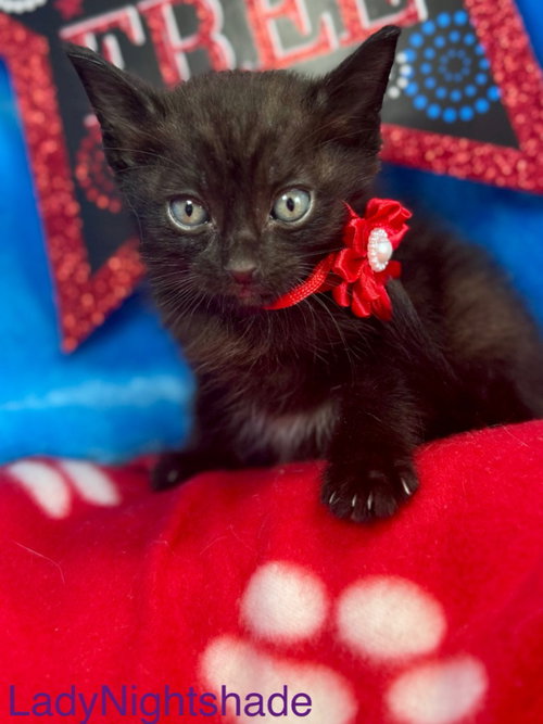 LADY NIGHTSHADE - Domestic Short Hair available for adoption