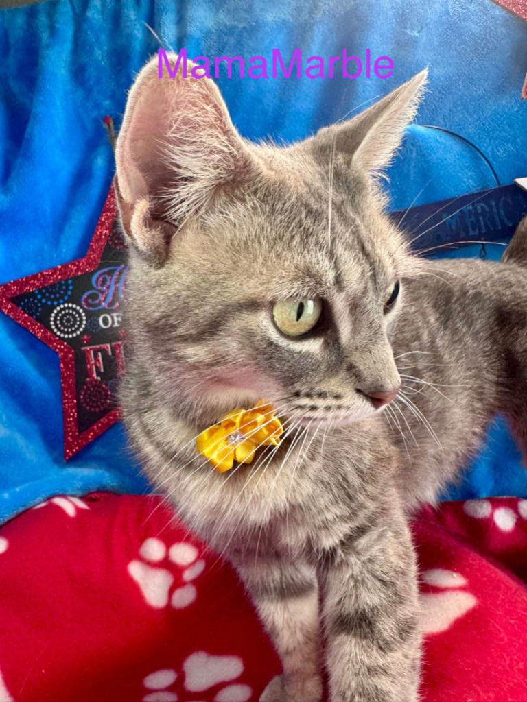 adoptable Cat in New Braunfels, TX named Mama Marble