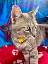 adoptable Cat in  named Mama Marble