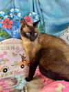 adoptable Cat in  named Romeo Montague