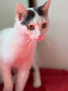 adoptable Cat in new braunfels, TX named Benny Blanco