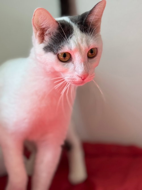 BENNY BLANCO - Domestic Short Hair available for adoption