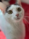 adoptable Cat in new braunfels, TX named Blanca Suarez