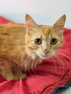 adoptable Cat in  named Simply Red "Ginger