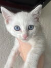 adoptable Cat in new braunfels, TX named Aurora
