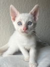 adoptable Cat in  named Ember