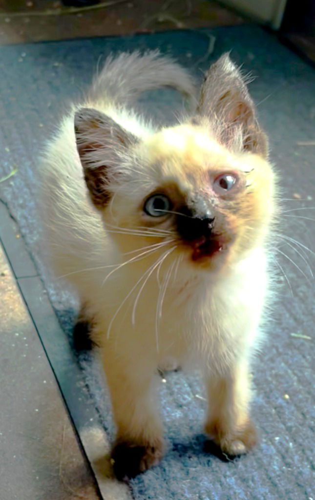 adoptable Cat in New Braunfels, TX named Azure Ella