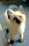 adoptable Cat in new braunfels, TX named Azure Ella