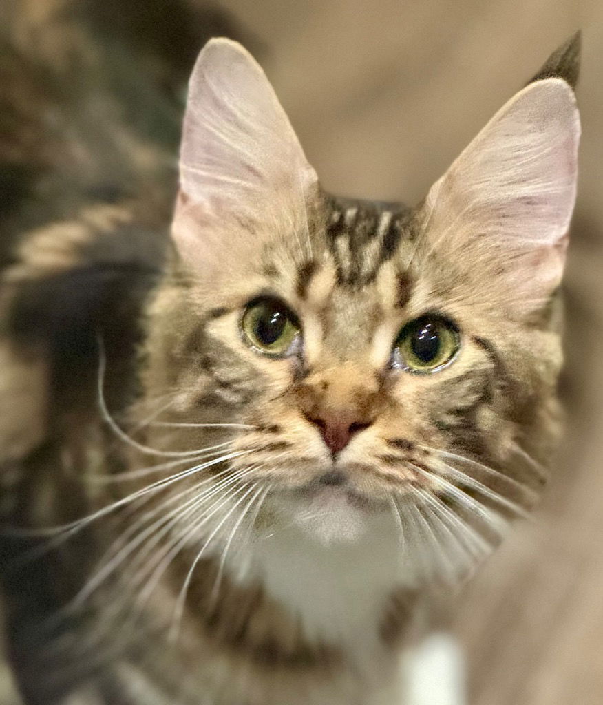 adoptable Cat in New Braunfels, TX named June Carter