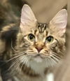 adoptable Cat in  named June Carter