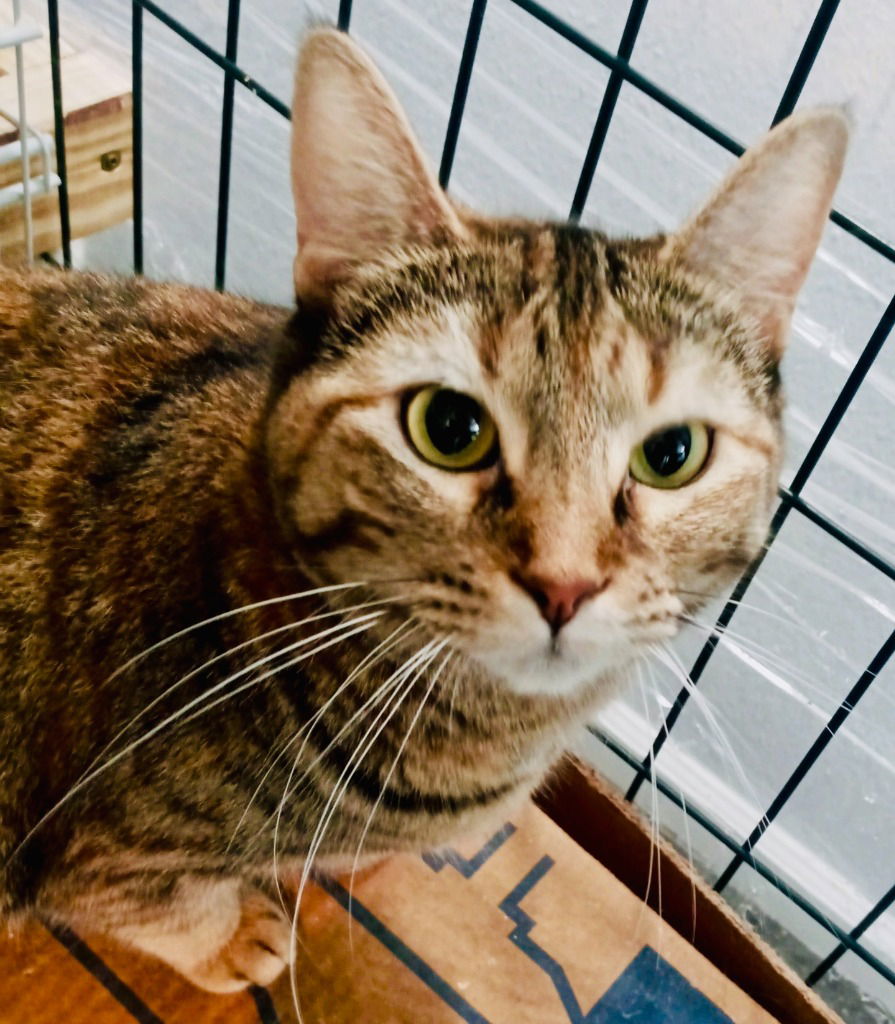 adoptable Cat in New Braunfels, TX named Disco Ball
