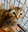 adoptable Cat in  named Disco Ball