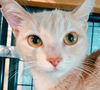 adoptable Cat in  named Ginger Rogers