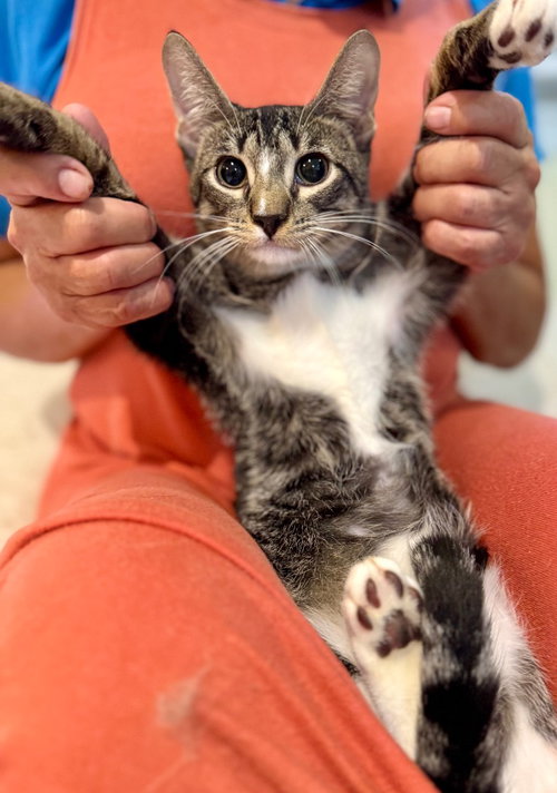 ED-D-MO - Domestic Short Hair available for adoption