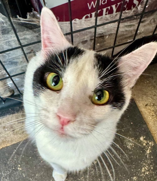 RICE - Domestic Short Hair available for adoption