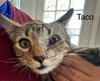 Taco - Photo 1
