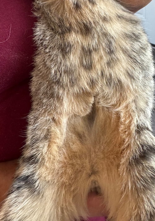 TACO - Domestic Short Hair available for adoption