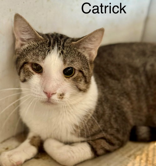 CATRICK SWAYZEE - Domestic Short Hair available for adoption