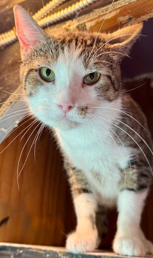 Catrick Swayzee, an adoptable Domestic Short Hair in New Braunfels, TX