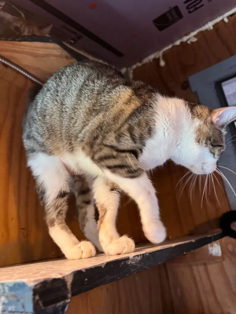 Catrick Swayzee image 2