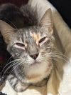 Butterscotch - Photo 1